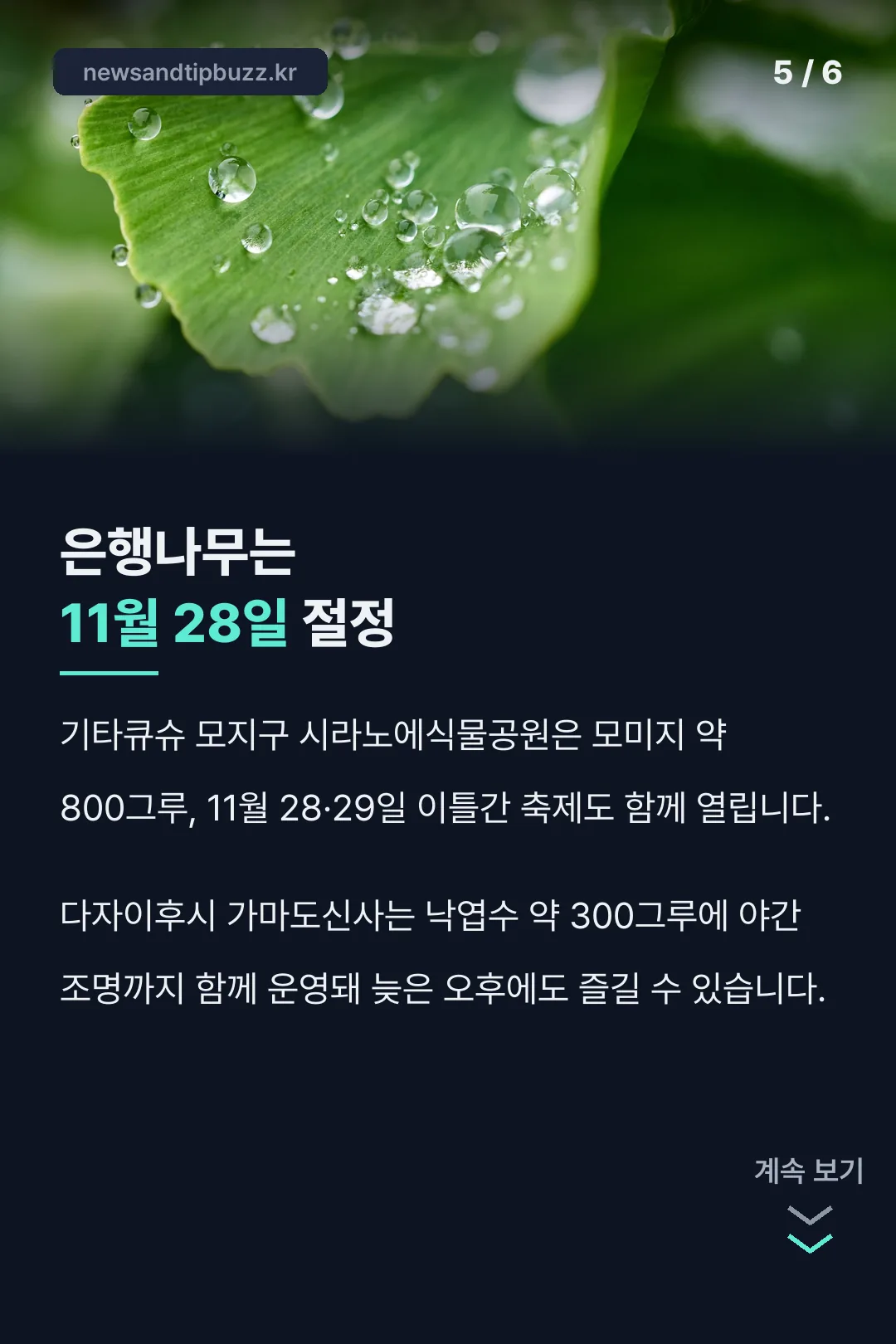 은행나무 명소