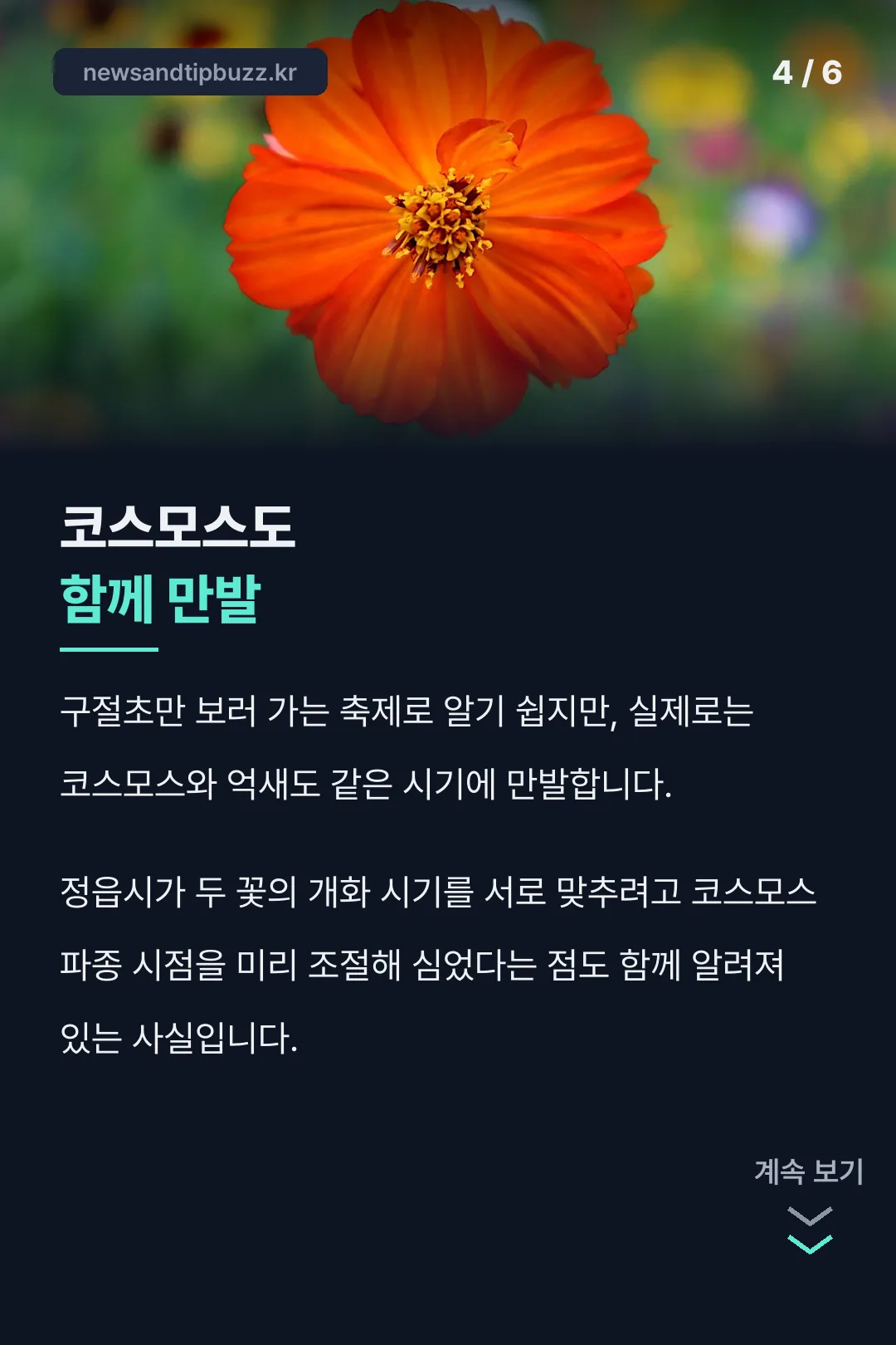 코스모스 동반 개화 사실