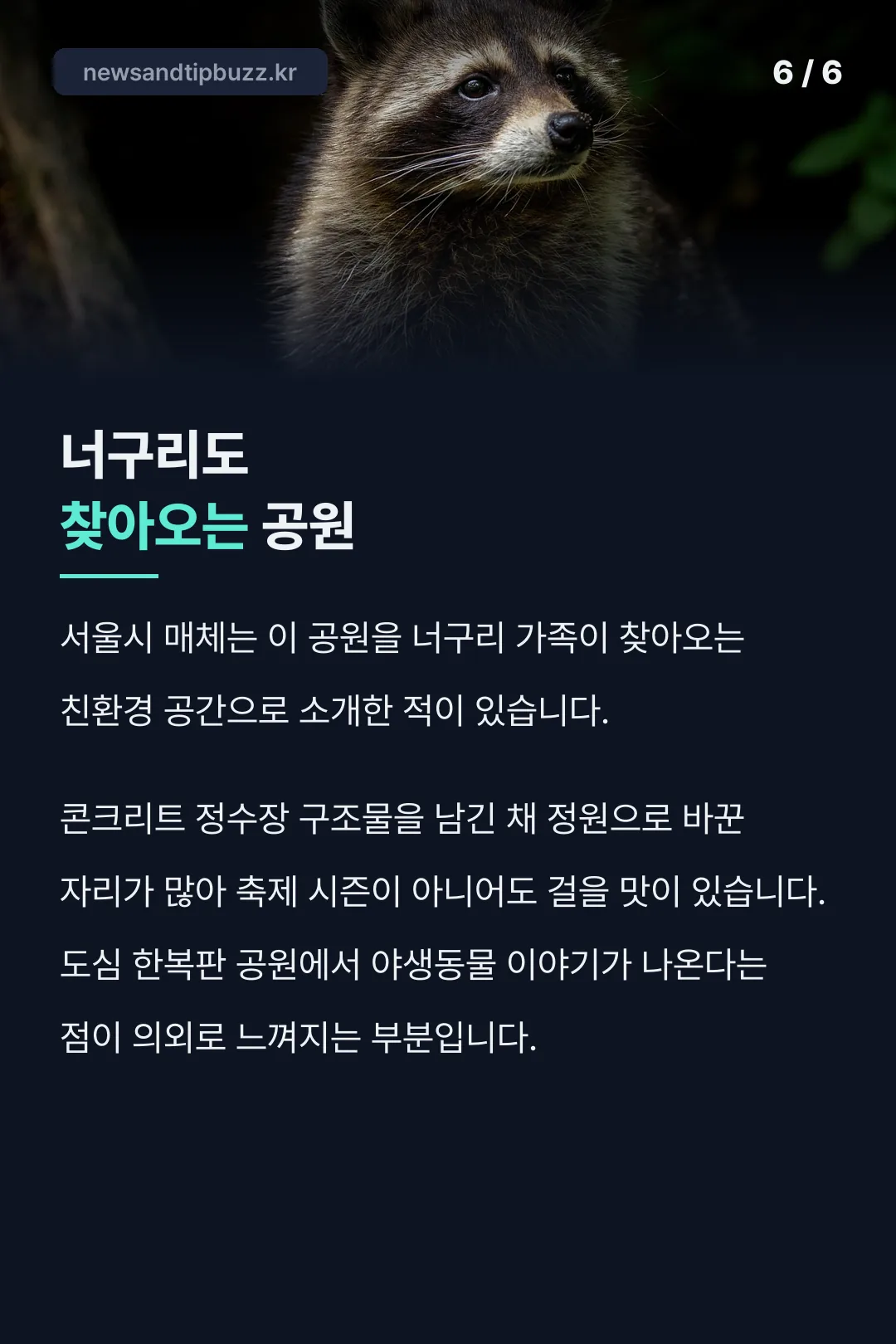 너구리 찾아오는 공원